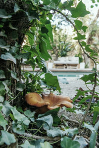 Step inside Mallorcan hotel Can Bordoy Grand House & Garden