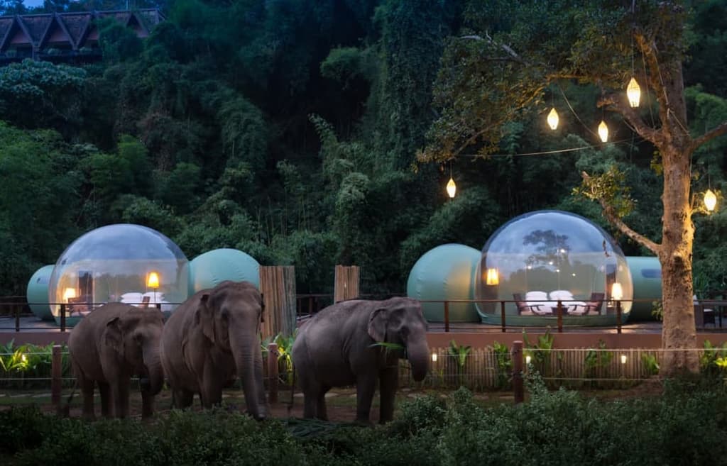 Jungle Bubbles let you sleep next to elephants in Thailand’s Chiang Rai