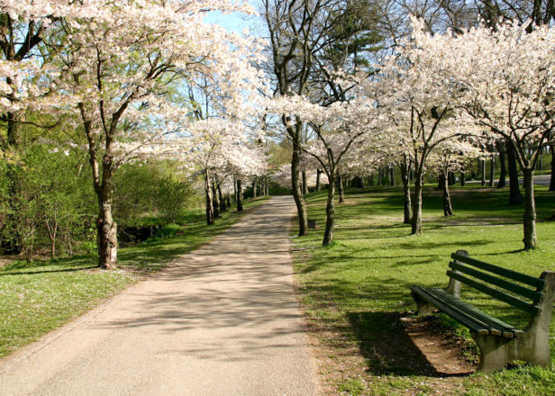 Blossomwatch Live Stream Cherry Blossom Into Your Living Room