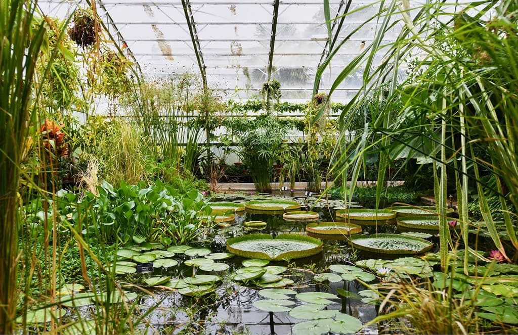 Inside the Oxford Botanic Glasshouses – ancient botany in the historic city