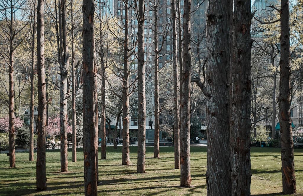A ‘ghost forest’ has sprung up in Manhattan