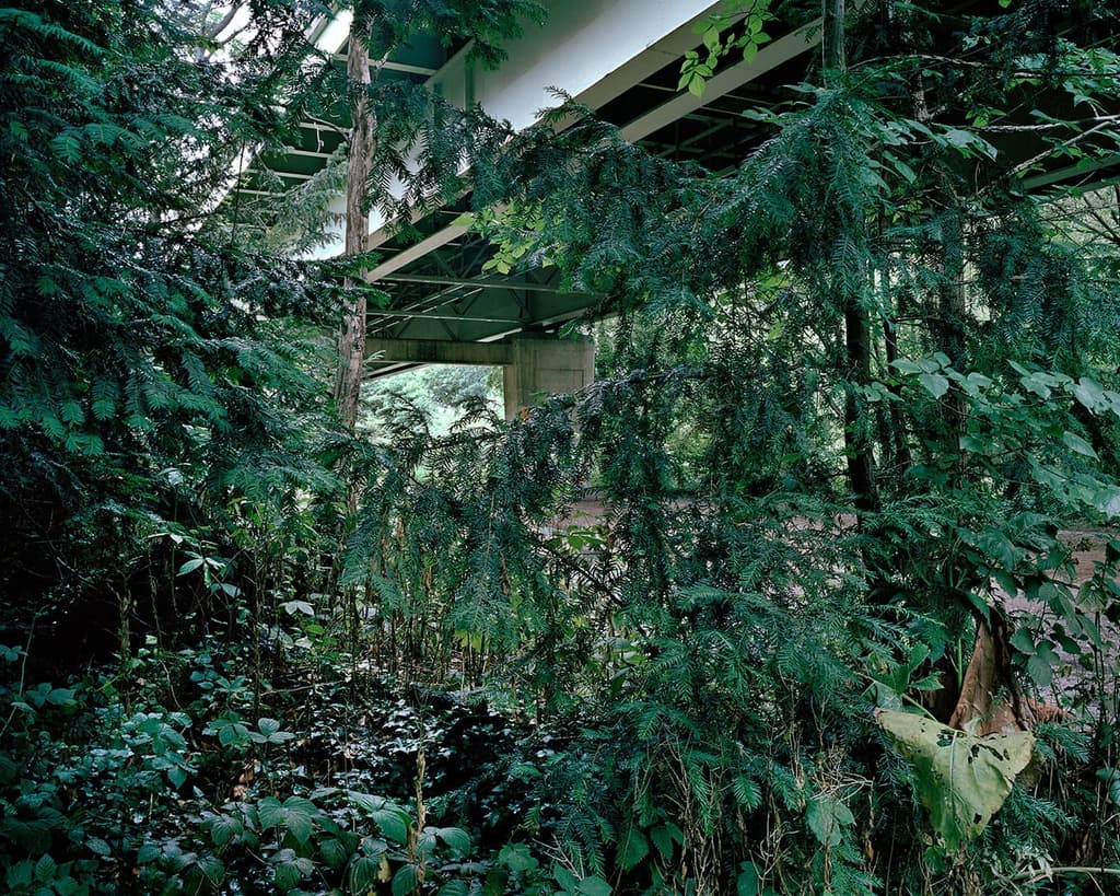 Concrete and wild woodland converge