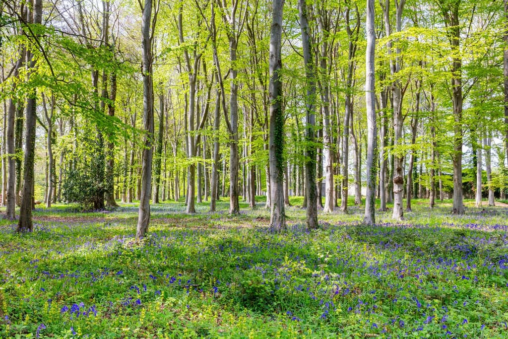 Bluebellsat Goodwood Art Foundation. Photograph by Lucy Dawkins, courtesy of Goodwood Art Foundation