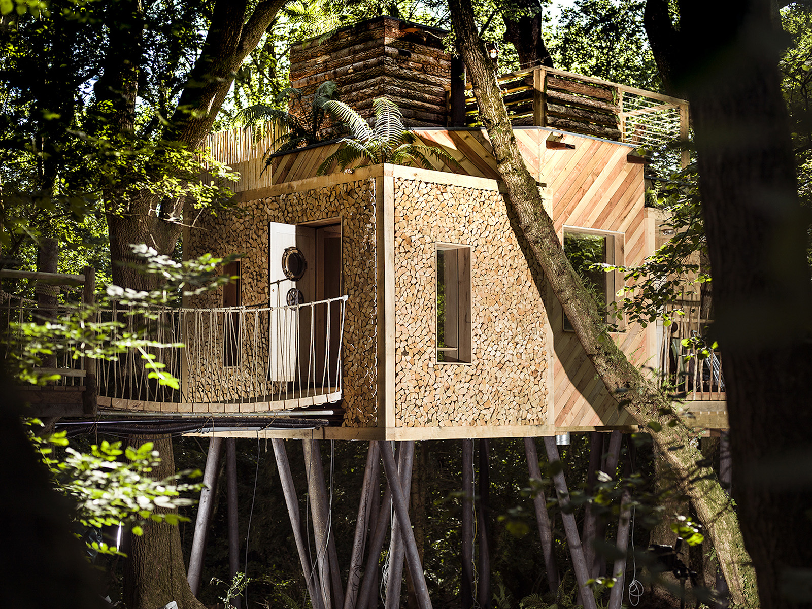Would you take on three luxury treehouses in the Dorset wild?