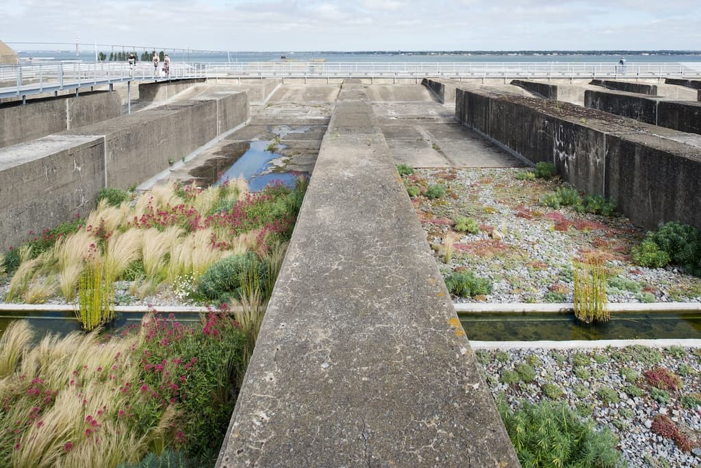 'Radical' gardening: the grow-wild approach has cultivated a broad following