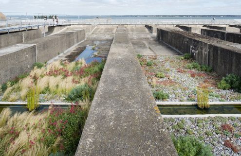 ‘Radical’ gardening: the grow-wild approach has cultivated a broad following